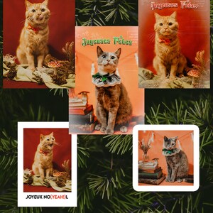 MEOW ! Lot de 5 maxi cartes "Cats de Vœux"