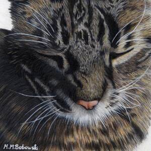 May include: A close-up of a tabby cat with its eyes closed. The cat has a white patch on its chin and a pink nose. The cat's fur is brown, black, and white.