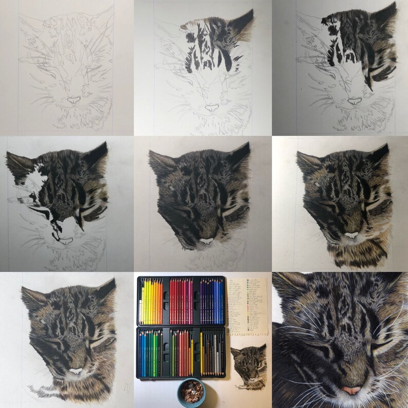 May include: A step-by-step process of drawing a cat using colored pencils. The image shows the progression from a basic outline to a detailed and realistic depiction of the cat's fur and features.