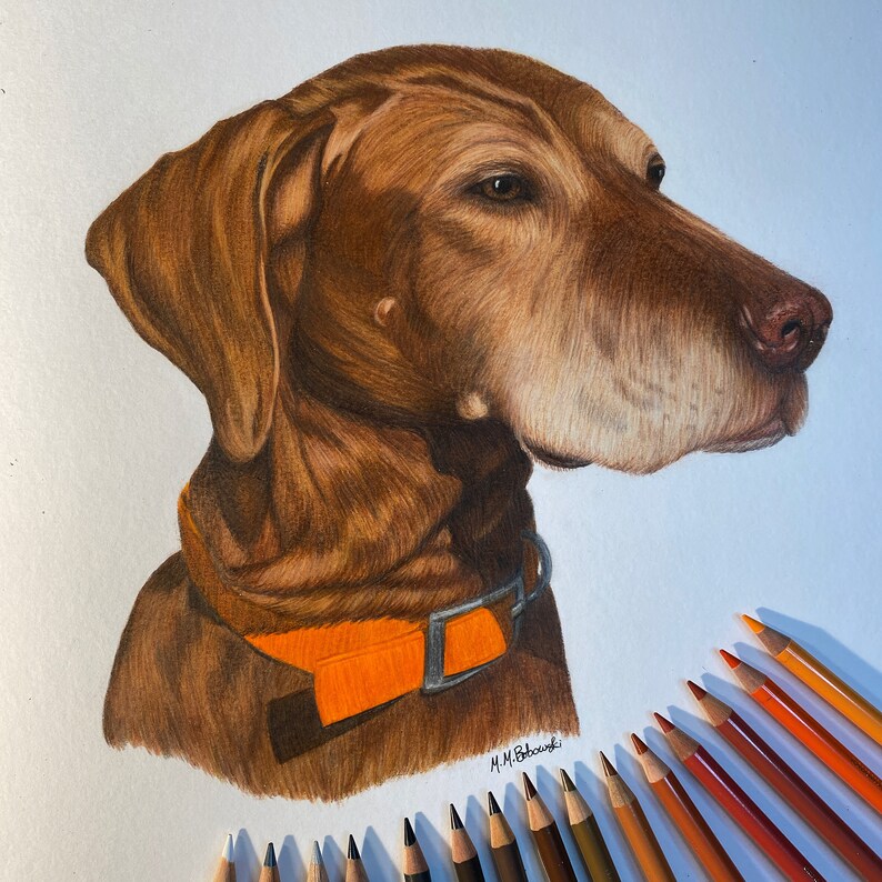 May include: A detailed pencil drawing of a brown and white dog with a bright orange collar. The dog is looking to the right of the image. The artist's signature is visible in the lower right corner of the image.