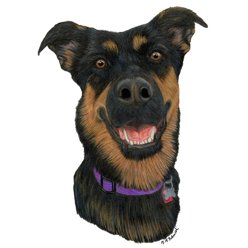 May include: A black and brown dog with a purple collar and a tag. The dog is looking at the camera with its mouth open and tongue out. The dog has a happy expression.