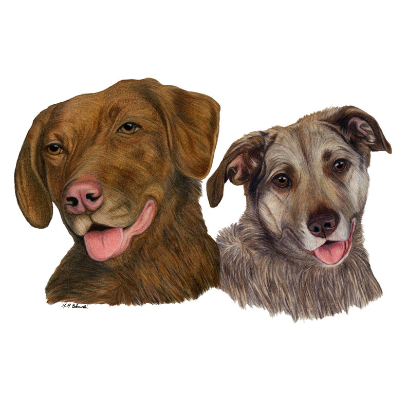 May include: A close-up portrait of two dogs. The dog on the left is a brown Labrador Retriever with a pink tongue sticking out. The dog on the right is a light brown and gray mixed breed dog with a pink tongue sticking out.