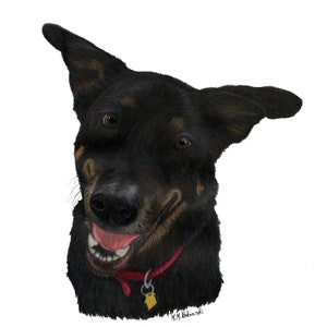 May include: A black and brown dog with a red collar and a tag is looking at the camera with a happy expression. The dog has a black nose and brown eyes.