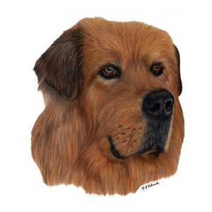 May include: A close-up portrait of a brown and black Tibetan Mastiff dog. The dog has a long, thick coat of fur and a serious expression on its face. The dog's eyes are brown and its nose is black.