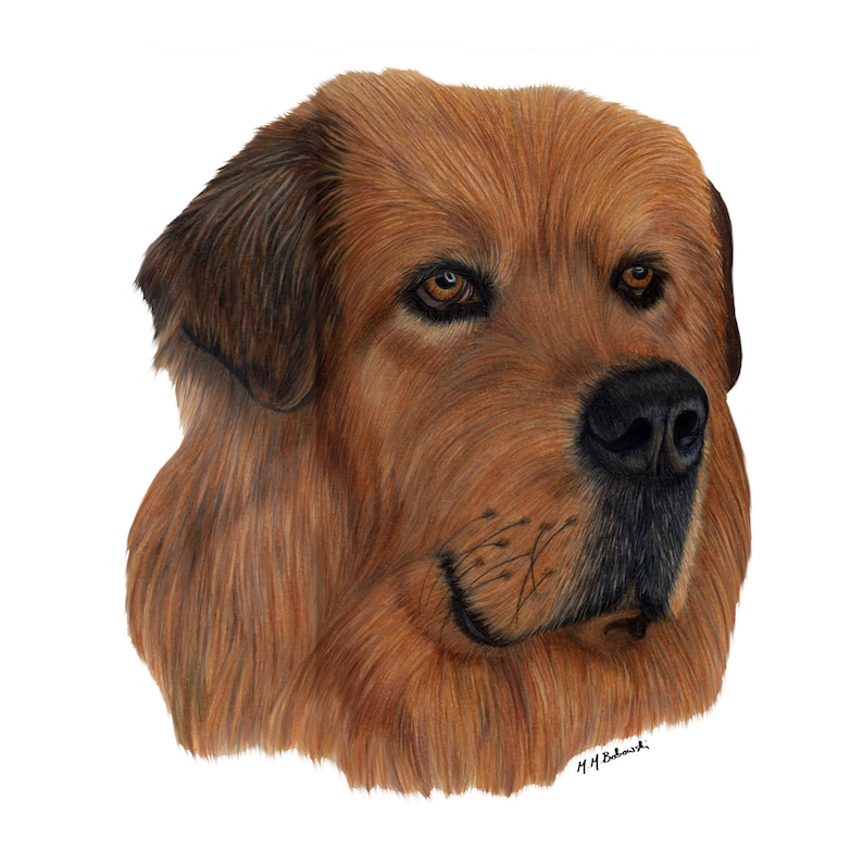 May include: A close-up portrait of a brown and black Tibetan Mastiff dog. The dog has a long, thick coat of fur and a serious expression on its face. The dog's eyes are brown and its nose is black.