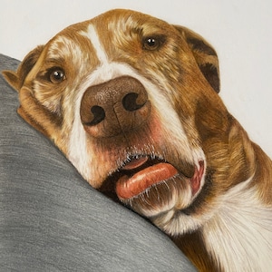 May include: A close-up portrait of a brown and white dog with a white patch on its chest. The dog is lying down with its head resting on a gray surface. The dog has a relaxed expression and its tongue is slightly sticking out.
