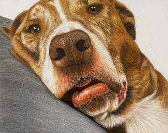 custom pet portrait | commission: dog drawing | cat drawing | pet drawing | animal drawing