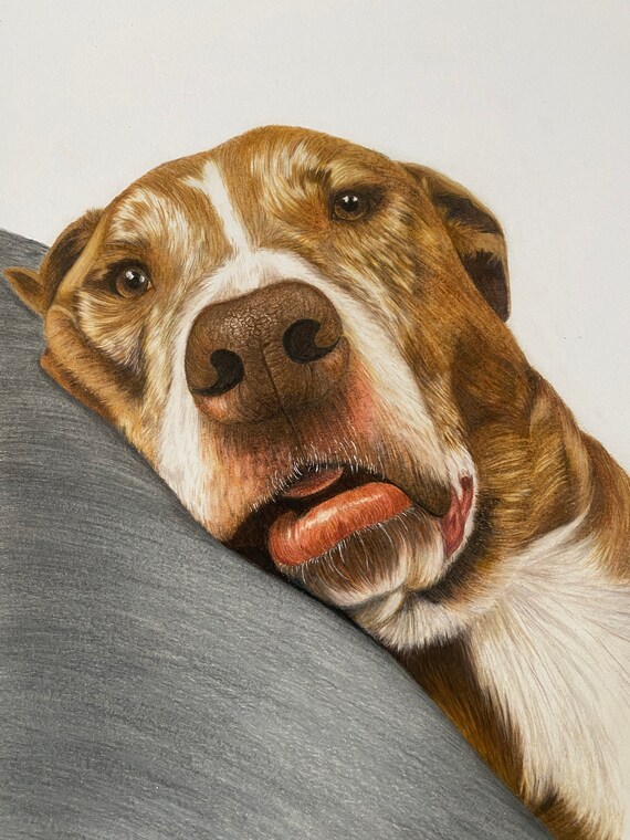 custom pet portrait | commission: dog drawing | cat drawing | pet drawing | animal drawing