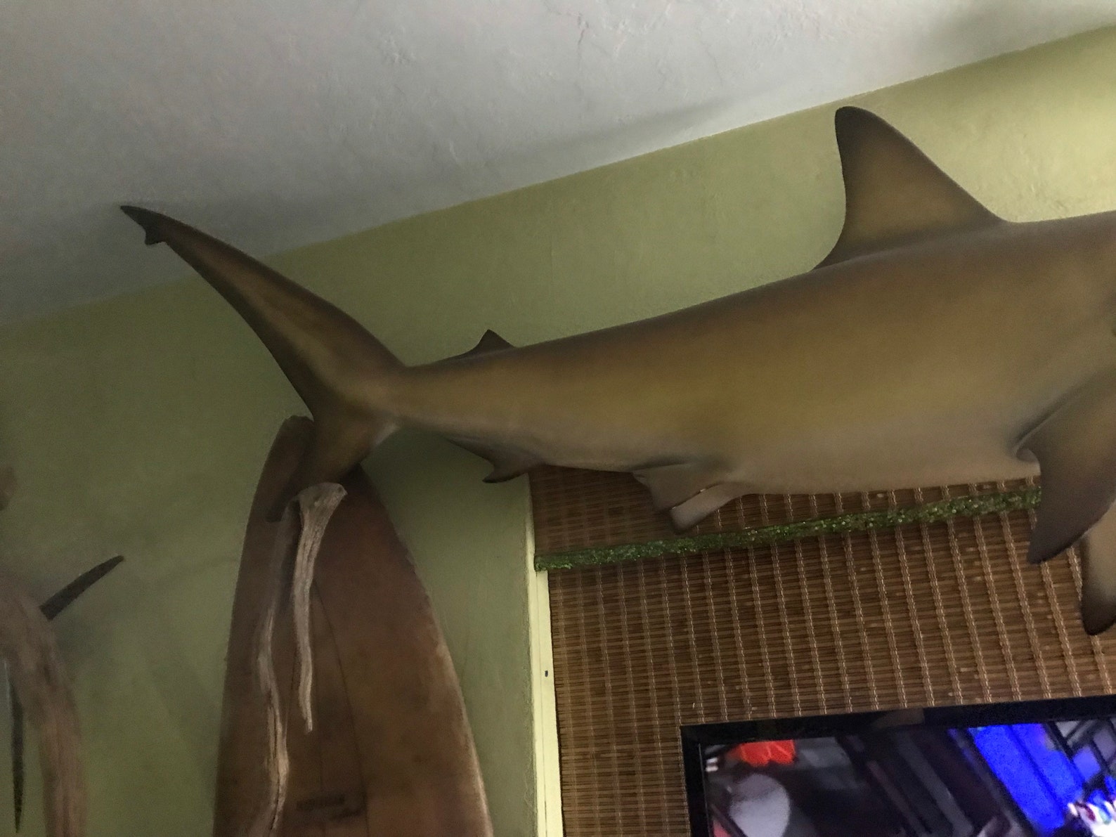Vintage 6ft Long Hammerhead Shark Taxidermy Shipping Ok Wall Etsy