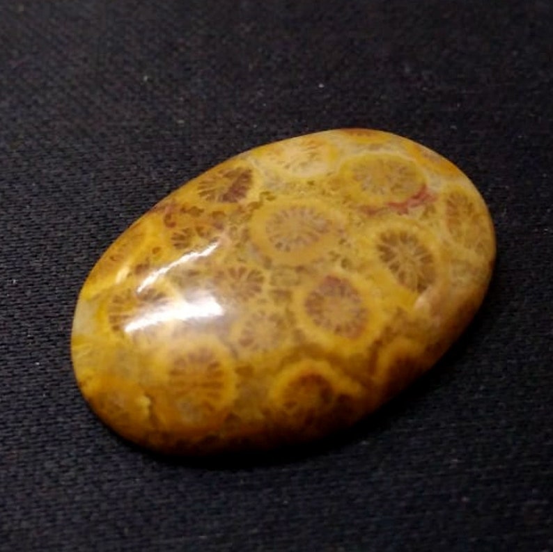 1 piece 30X20 MM Natural Fossil Coral Cabochon Oval Shape Very Nice 30 Carat