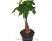 Pachira aquatica, Money Tree, Braid