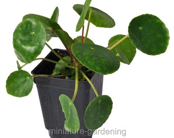 Chinese Money Tree Etsy - pilea peperomioides chinese money plant