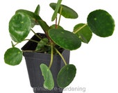 Pilea peperomioides, Chinese Money Plant