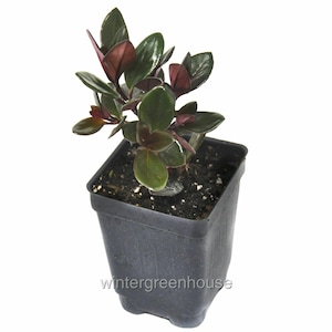 Nematanthus Shady Lady Mae, Goldfish Plant, Container Size: 3&quot; (2.6x3.5&quot;)