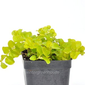 Lysimachia Creeping Jenny, Goldilocks, Moneywort, Container Size: 3&quot; (2.6x3.5&quot;)