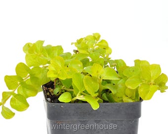Lysimachia Creeping Jenny, Goldilocks, Moneywort, Container Size: 3" (2.6x3.5")
