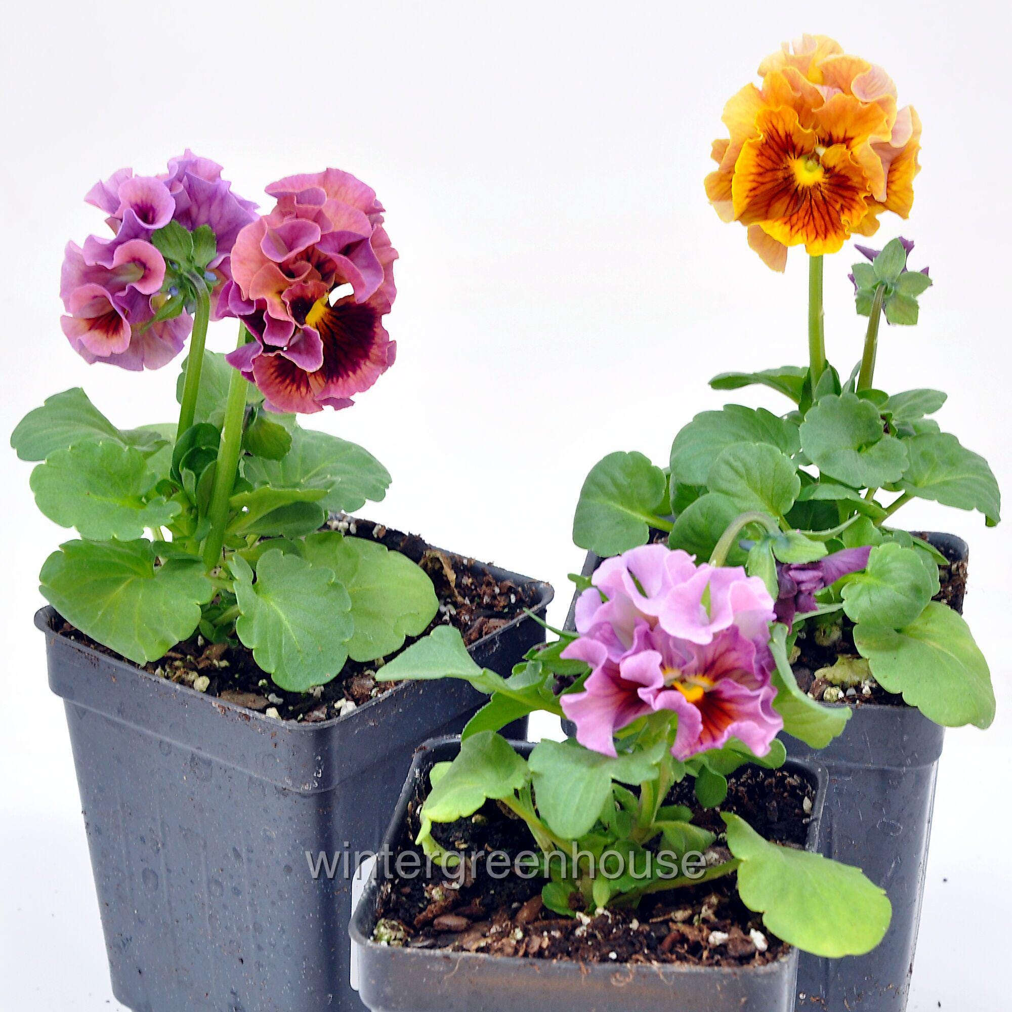 Pansies Japan - Etsy