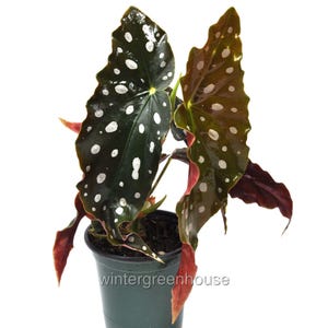 Begonia maculata, Polka Dot Begonia, Container Size: 3.5&quot;