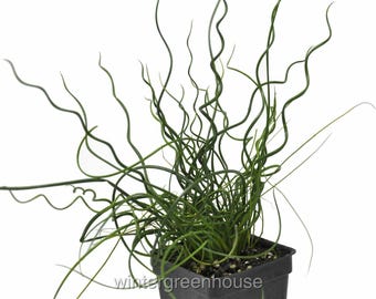 Juncus effusus Spiralis, Corkscrew Rush, Container Size: 3" (2.6x3.5")