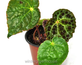 Begonia ferox, Fierce Begonia, ContainerSize: 3" (2.6x3.5")