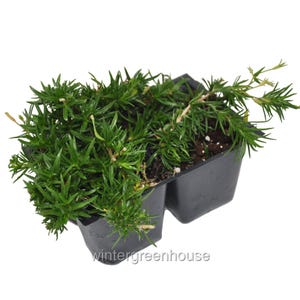 Puede incluir: Primer plano de una planta verde con hojas en forma de aguja en un recipiente de plástico negro. La planta es exuberante y llena, con un color verde vibrante. El recipiente tiene dos secciones.