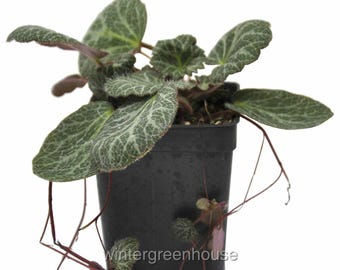 May include: A small potted plant with green leaves and a trailing vine. The plant is in a black plastic pot with the text "wintergreenhouse" printed on the side.