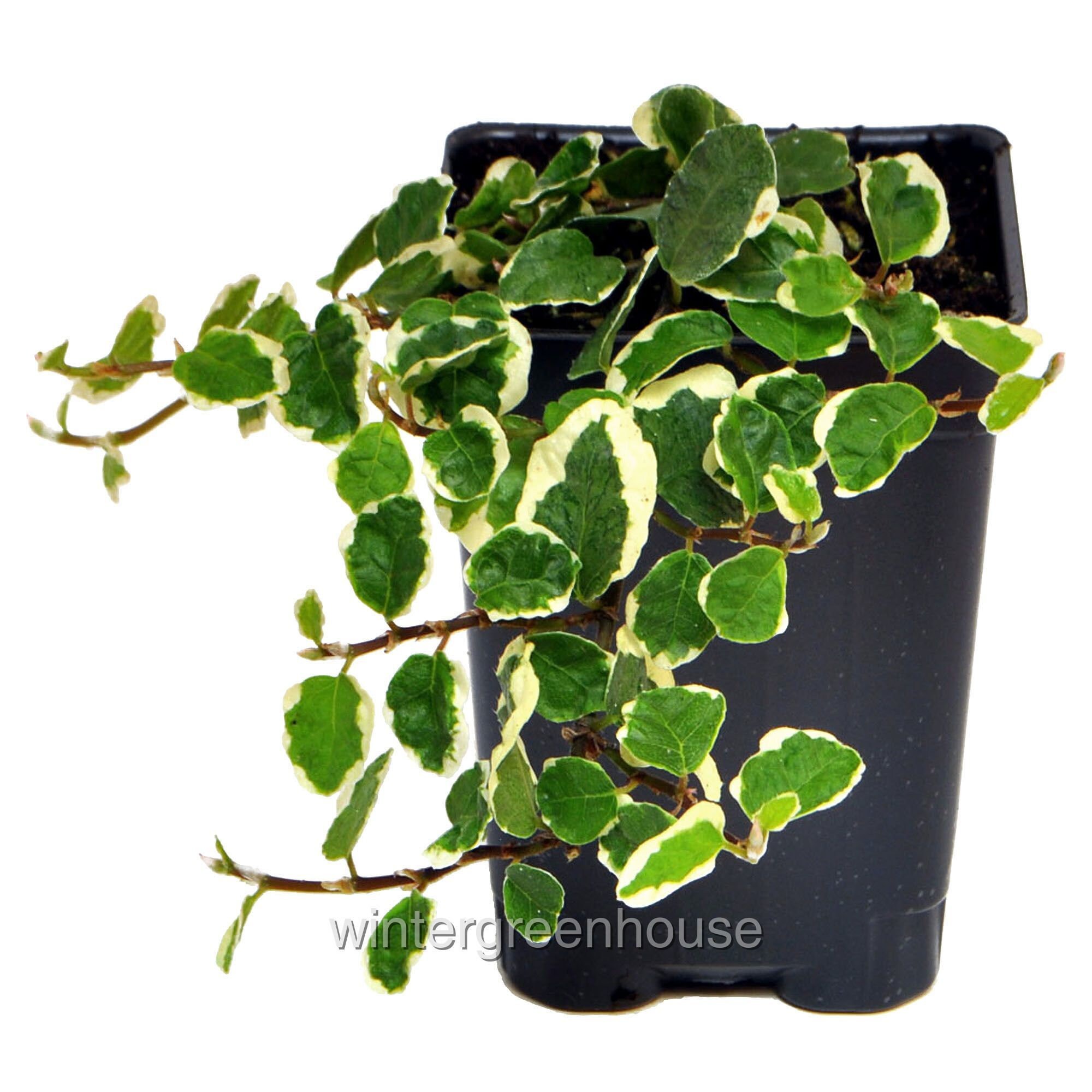 Ficus pumila, Variegated, Creeping Fig, ContainerSize: 3" (2.6x3…