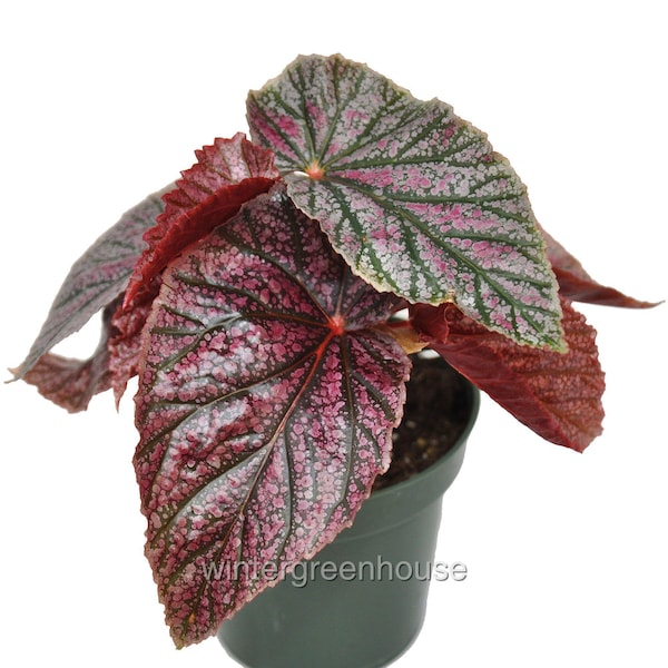 Begonia coccinea, Angelwing Begonia, Pink Mink, Container Size: 3.5"