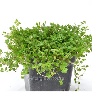 Soleirolia soleirolii, Baby Tears, Green, Container Size: 3&quot; (2.6x3.5&quot;)