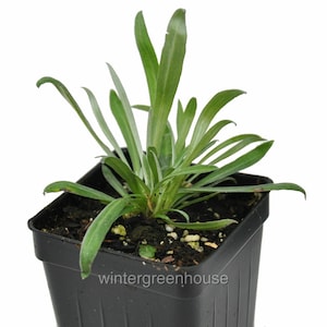 Leontopodium alpinum, Edelweiss, ContainerSize: 3" (2.6x3.5")