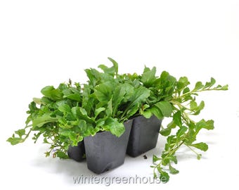 Mazus reptans Purple, Creeping Mazus Ground Cover, Container Size: 4x 2.63x1.72x2.75"