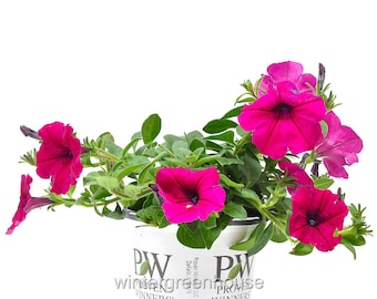 Supertunia, Royal Magenta, Petunia, Container Size: 4.5"