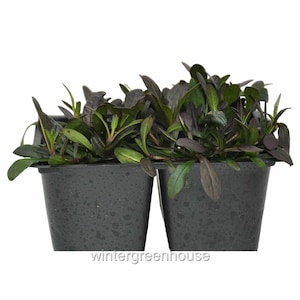 Ajuga, Chocolate Chip, Bugleweed, Groundcover, Container Size: 4x 2.63x1.72x2.75"