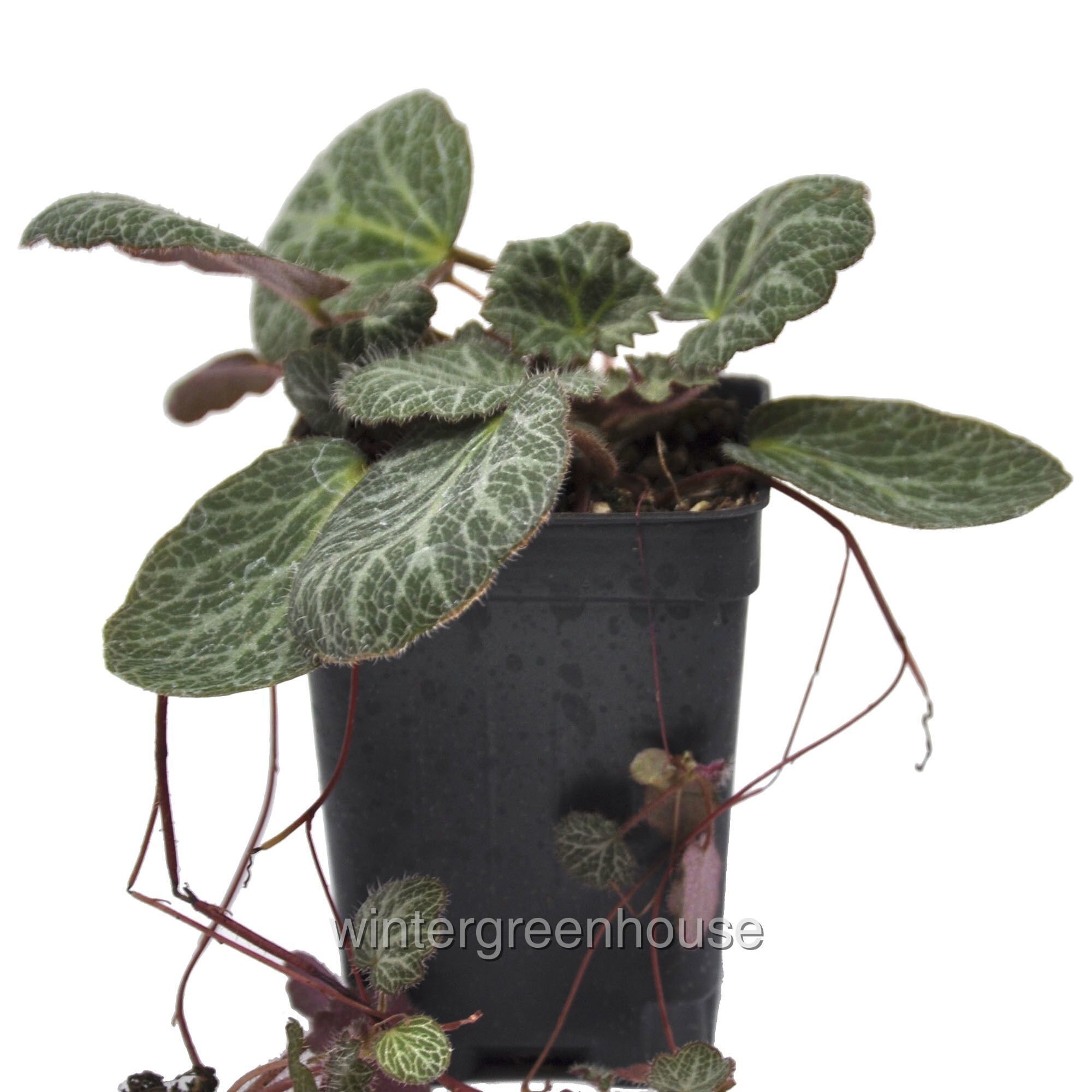 Saxifraga stolonifera, Strawberry Begonia, ContainerSize: 3" (2.…
