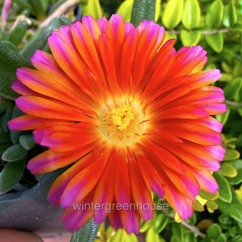 Delosperma hybrid, Ice Plant, Ocean Sunset Orange Glow