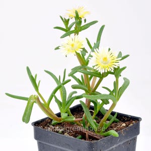 May include: A potted succulent plant with vibrant yellow and white flowers. The plant has green, elongated leaves and is in a square black pot. The flowers have a yellow center and white petals. The plant is set against a white background.