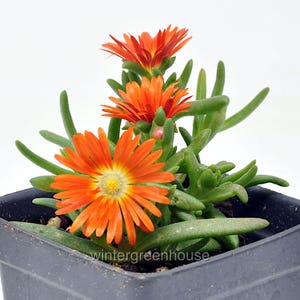 Delospermum cooperi Wheels of Wonder, Hot Orange, Iceplant, Container Size: 3" (2.6x3.5")