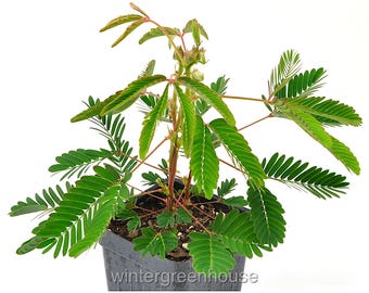 Elegant Mimosa Bonsai Trees - Exotic Silk Tree | Multi-trunk & Single-trunk  Variations | Free Shipping - Etsy