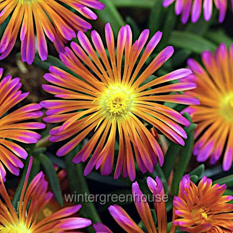 Delosperma hybrid, Ice Plant, Ocean Sunset Orange Glow