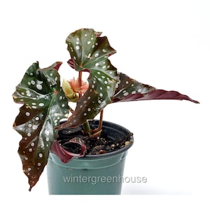 Begonia maculata &#39;Black Forest&#39;, Angelwing Begonia, Container Size: 3.5&quot;