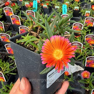 Delosperma hybrid, Ice Plant, Ocean Sunset Orange Glow