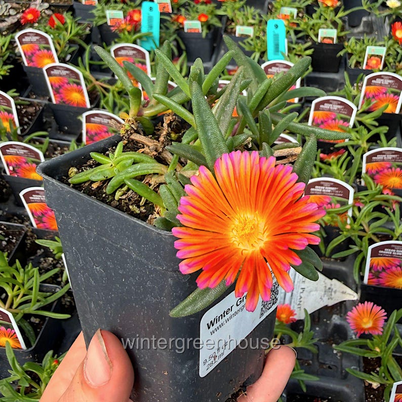 Delosperma hybrid, Ice Plant, Ocean Sunset Orange Glow