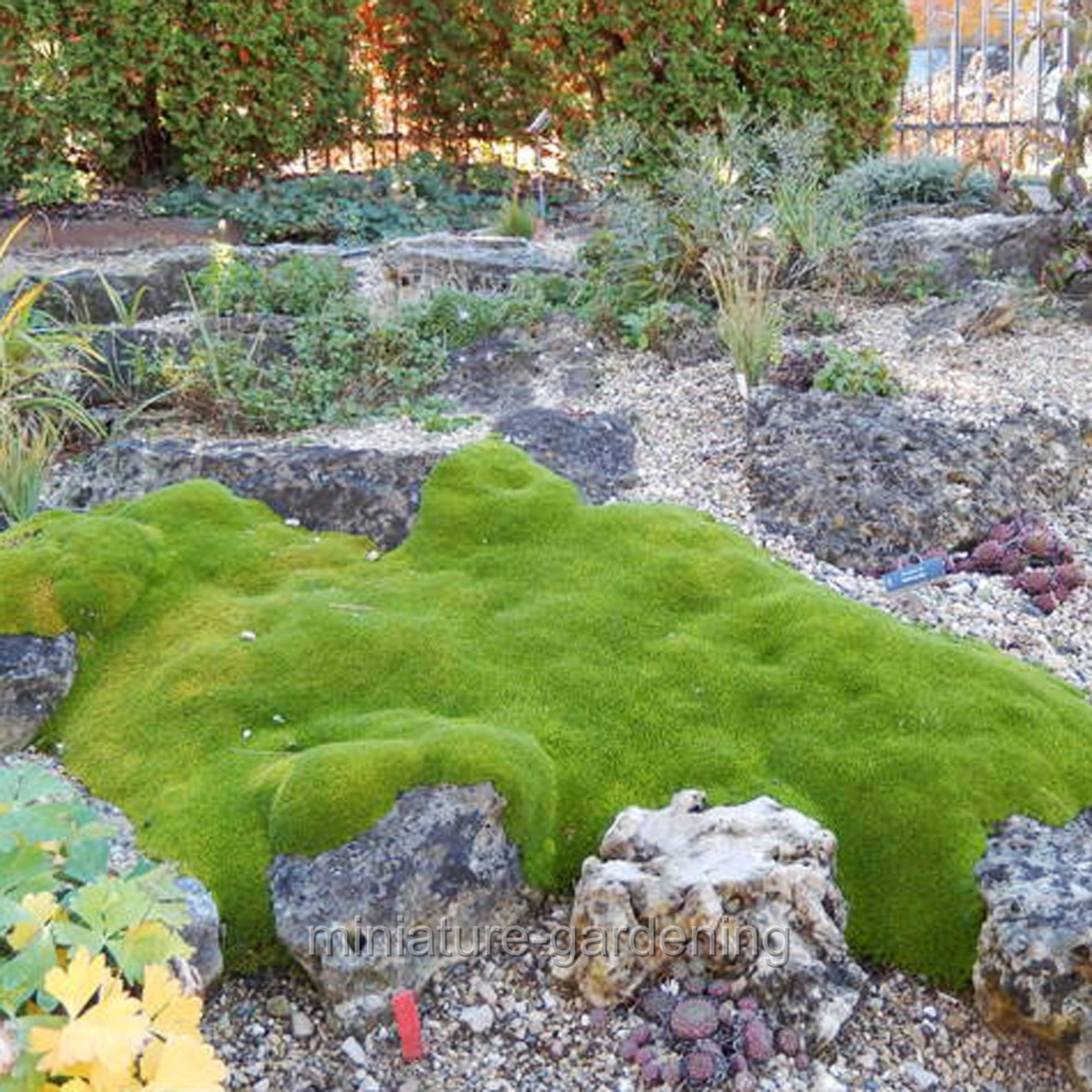 Arenaria Wallowa Mountains Mossy Sandwort ContainerSize Etsy