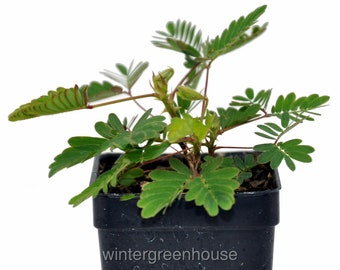 Mimosa pudica, Fairy Sensitive Plant, ContainerSize: 3" (2.6x3.5")