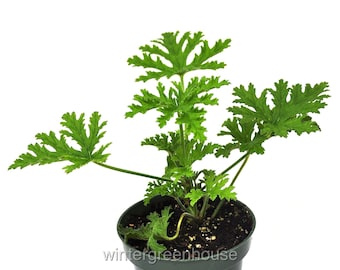 Pelargonium citrosum, Citronella, Geranium, Container Size: 4.5"