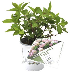 Fire Light Tidbit(R) Panicle Hydrangea, Proven Winners, ContainerSize: 4.5"