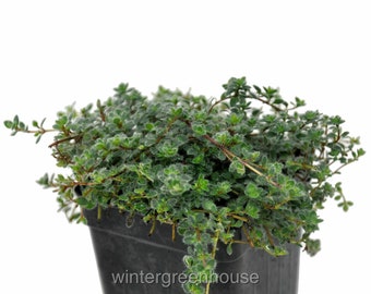 Thymus pseudolanuginosus, Wooly Thyme, ContainerSize: 3" (2.6x3.5")
