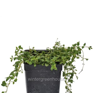 Veronica oltensis, Creeping Thyme Leaf Speedwell Ground Cover, Container Size: 3&quot; (2.6x3.5&quot;)