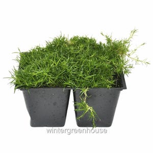 May include: Two small black plastic pots filled with a lush green ground cover plant. The plant has long, thin leaves and is growing densely.