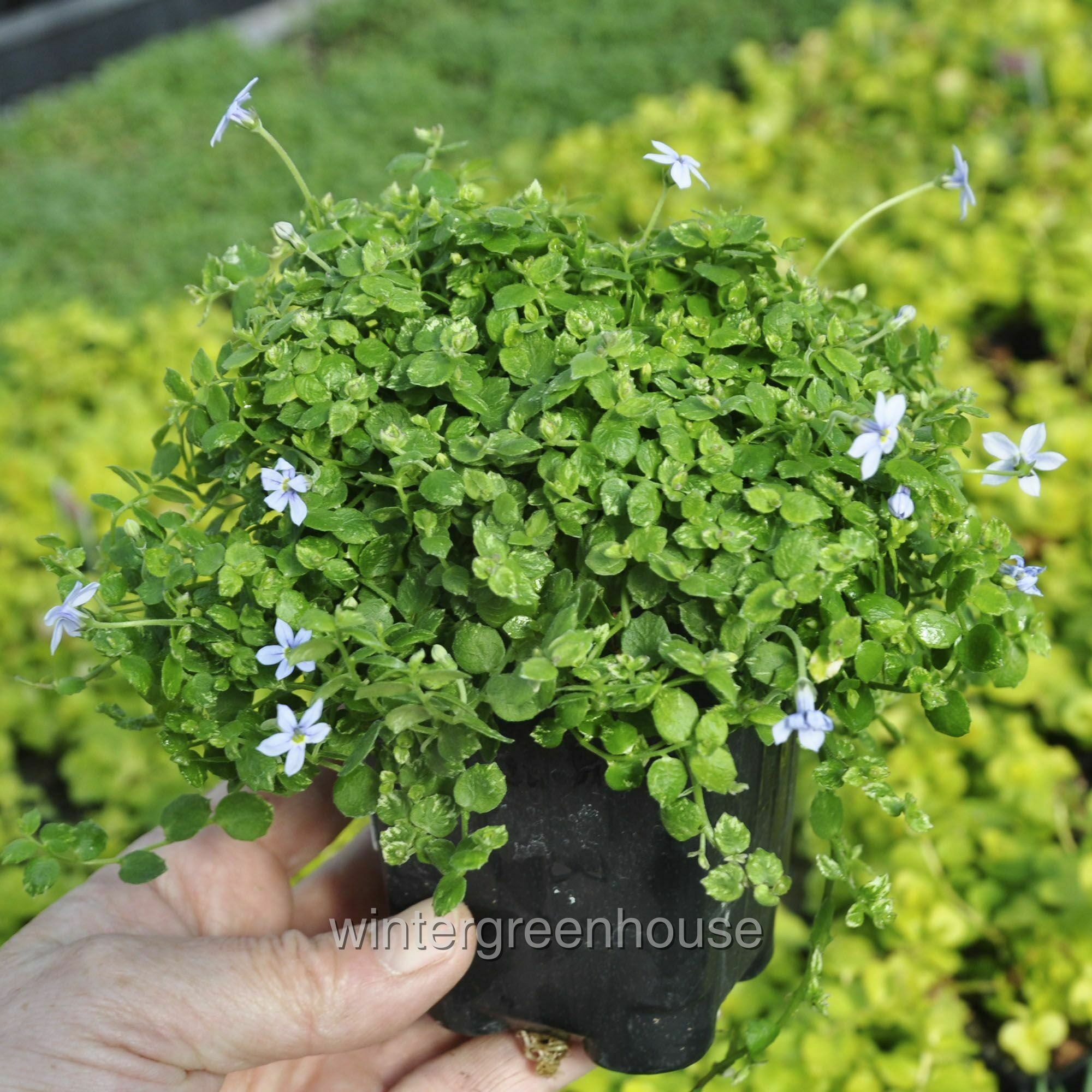 Isotoma Fluviatillis Blue Star Creeper Containersize Etsy